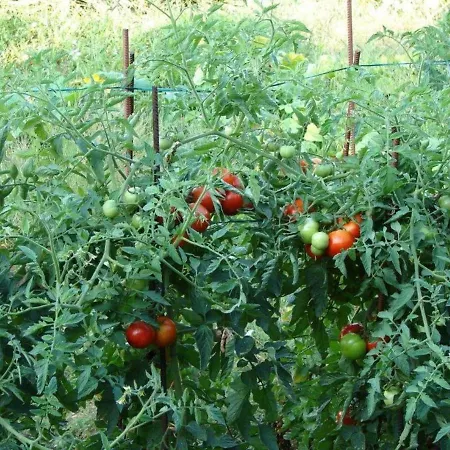 Aska Διαμέρισμα