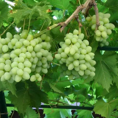 Διαμέρισμα Aska *