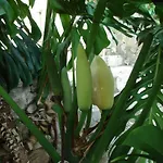 Aska 公寓 洛帕德