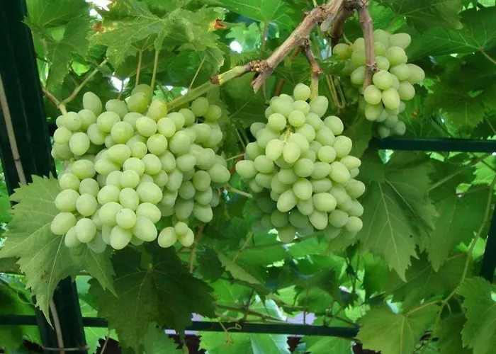 Διαμέρισμα Aska *